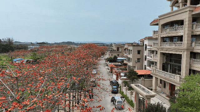 木棉花_黄花风_龙塘镇