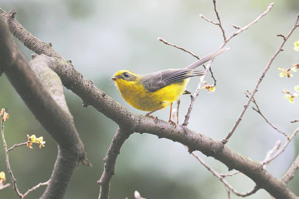 成都新增鸟类记录12种