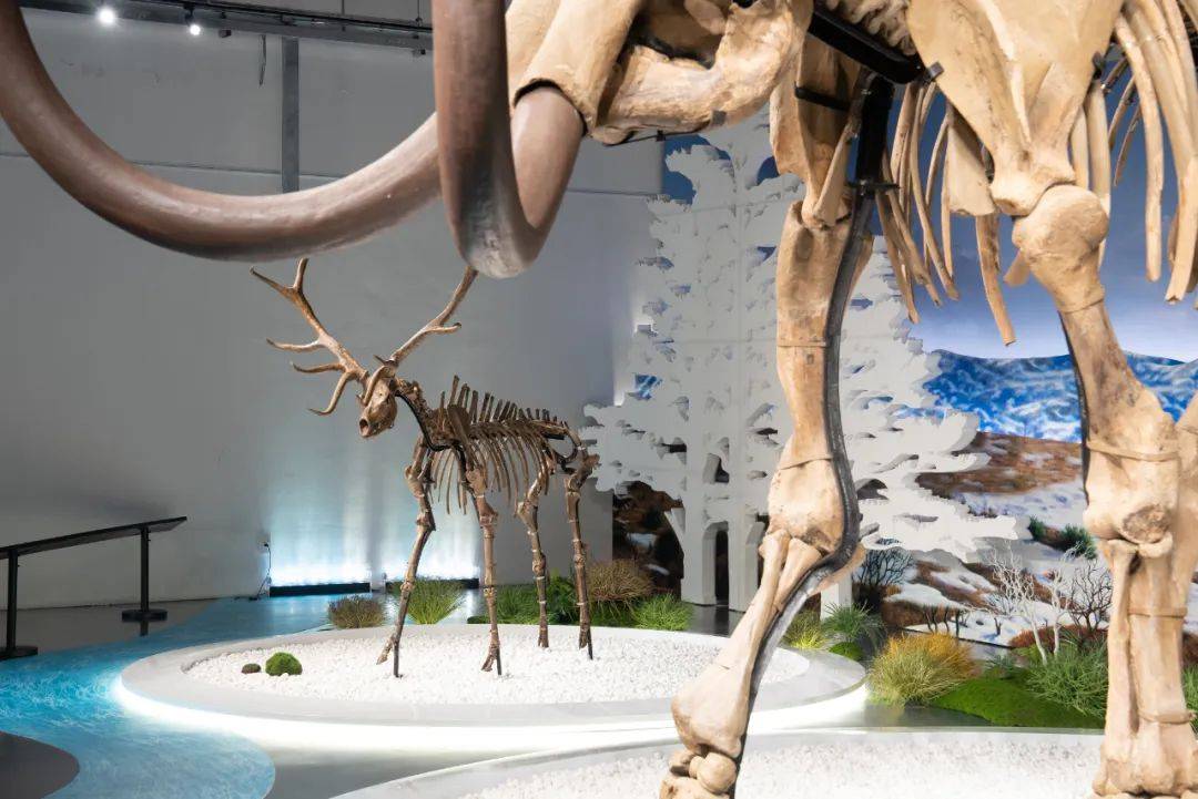 把猛犸象放进博物馆里需要几步古生物化石展闭展倒计时