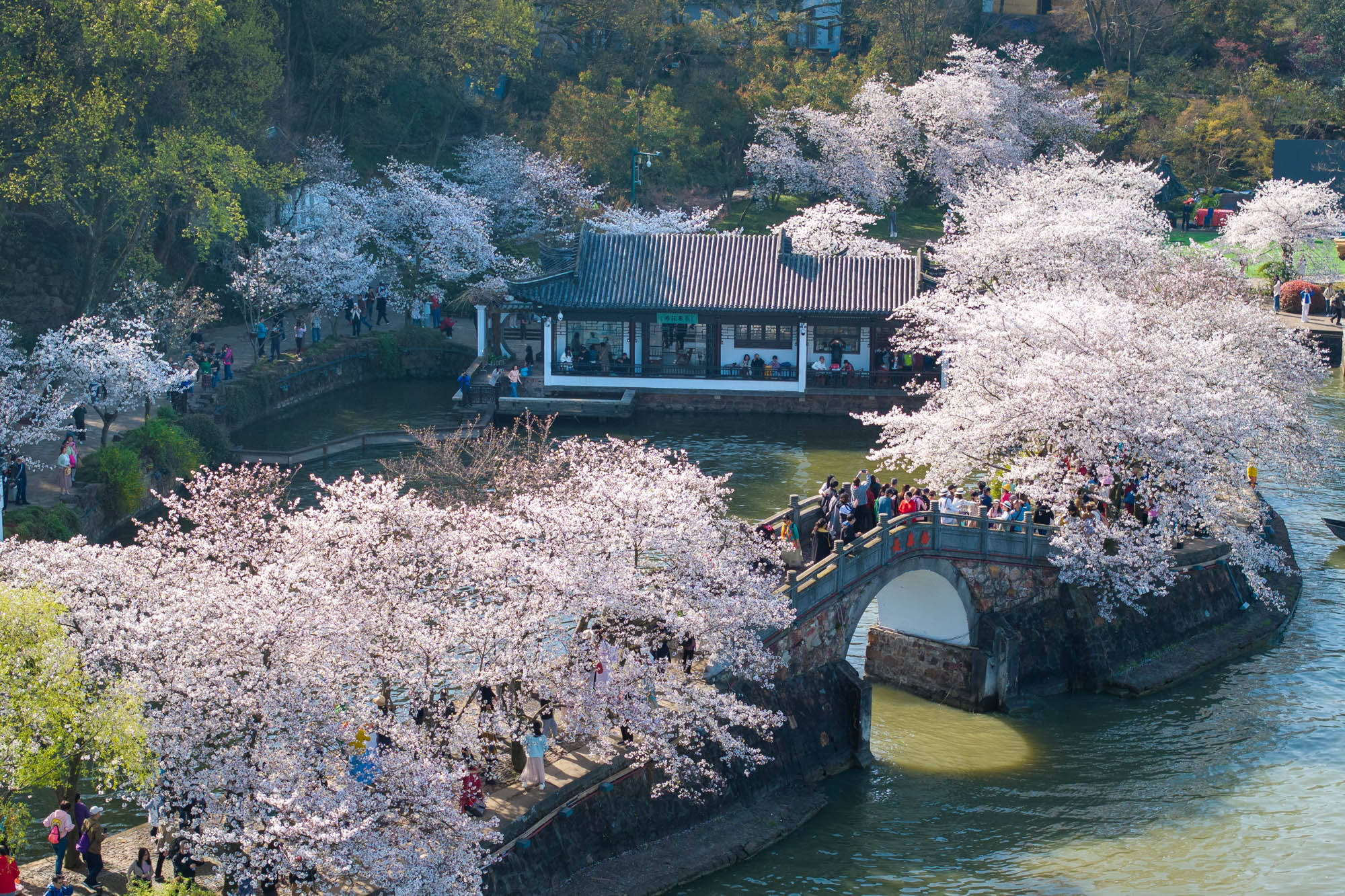 江苏无锡樱花烂漫引客来