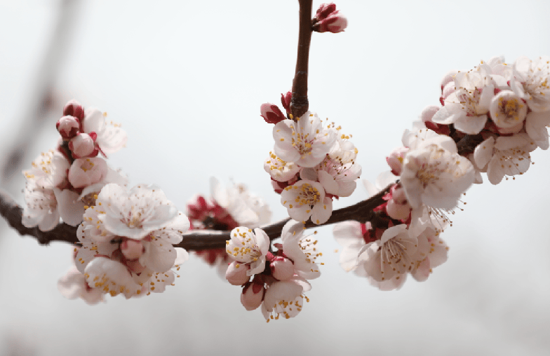 万物_春光_杏花