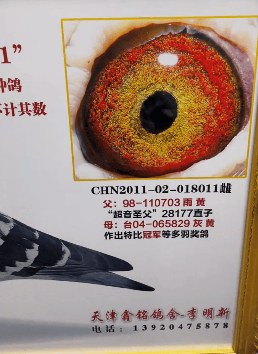 天津鑫铭鸽舍访谈录_鸽子_血统论_育种