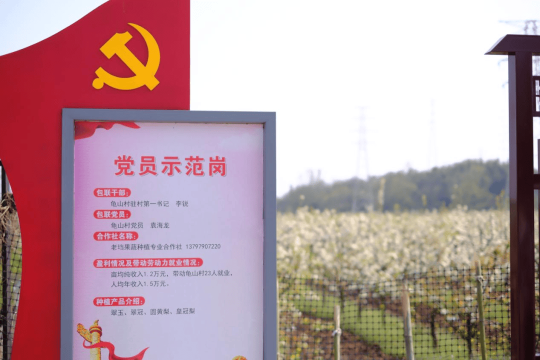 近年来龟山村积极推进砂梨产业发展通过建立"干部 党员 合作社 种植户