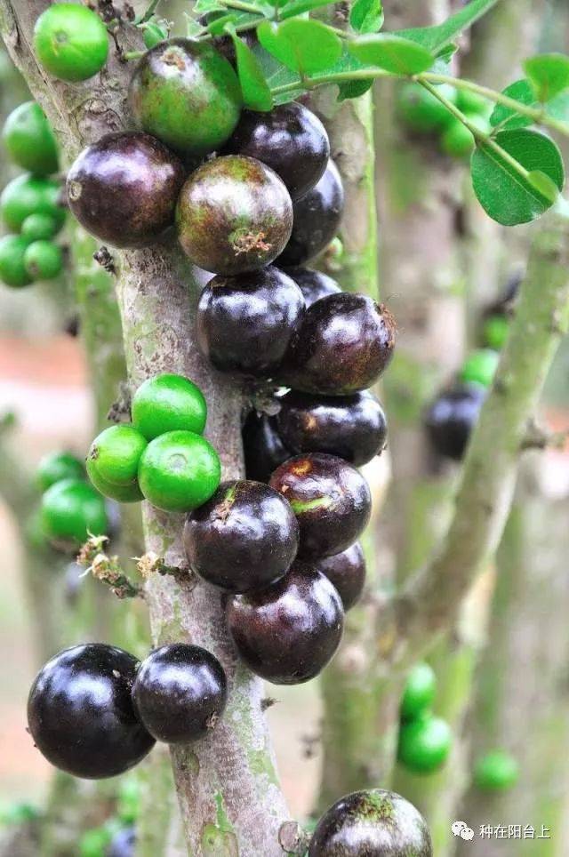 嘉宝_繁殖_结果