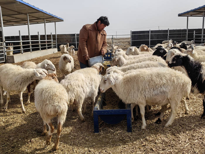 尉犁县墩阔坦乡集中养殖促发展村民增收钱景好