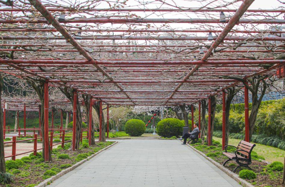 嘉定紫藤园春樱烂漫紫藤花季何时到来戳