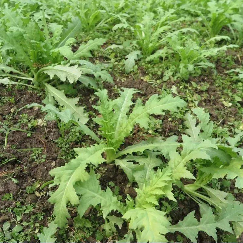 平安中堡种植罂粟当菜吃涉嫌违法犯罪