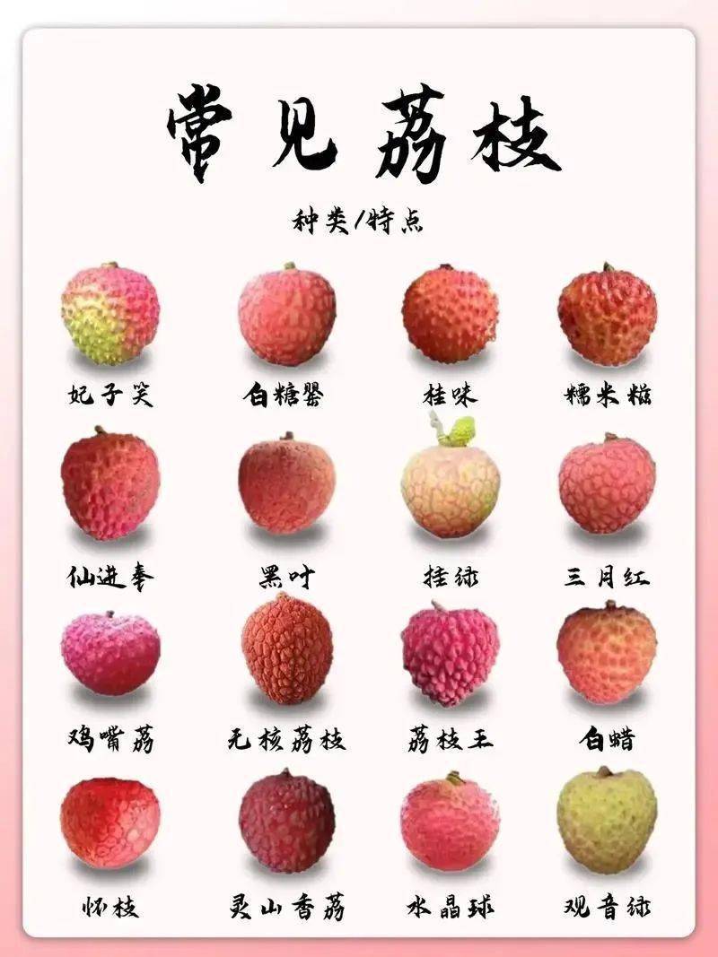 一文了解|中国荔枝产区情况_品种_种植_海南岛