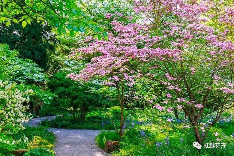 全球最惊艳的花树之一花开如云美如画