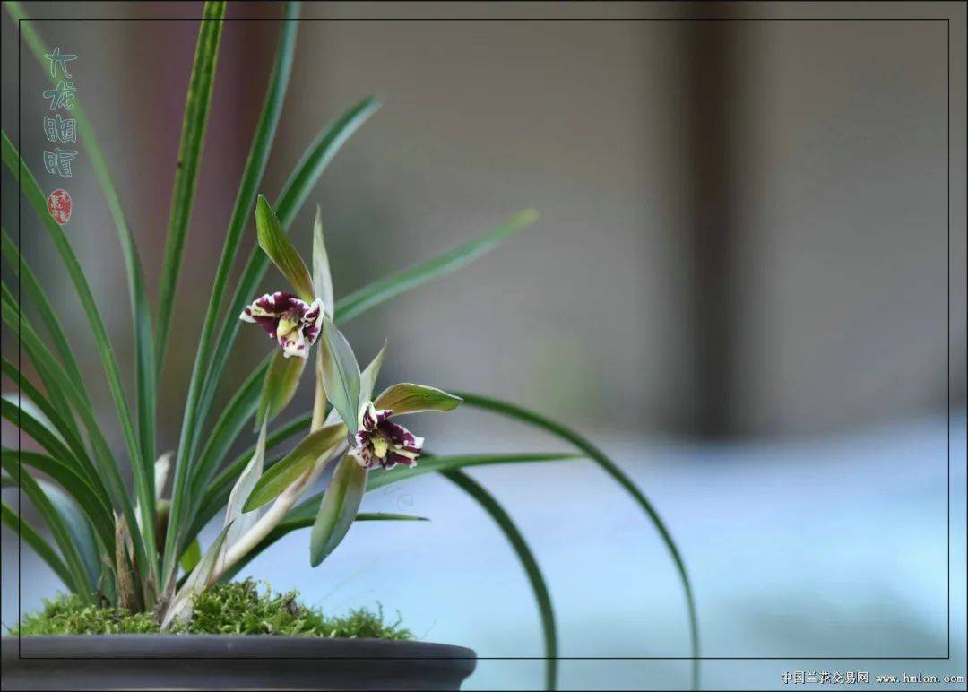 最近兰花展图片