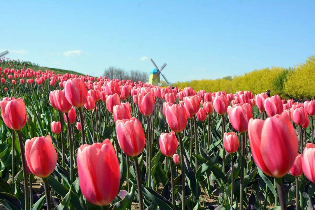 100张福利门票2024北京郁金香文化节北京国际鲜花港展区即将开幕