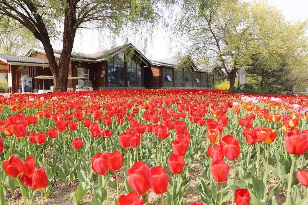100张福利门票2024北京郁金香文化节北京国际鲜花港展区即将开幕