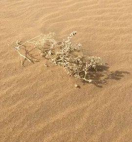 陈国兵戈壁女人和狼54宁愿做一匹孤狼