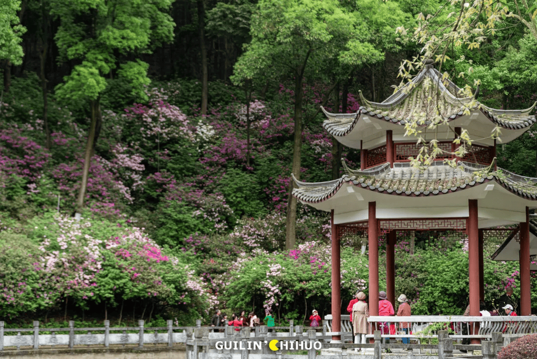 70亩6500株杜鹃花同时盛开就在桂林市郊太壮观了