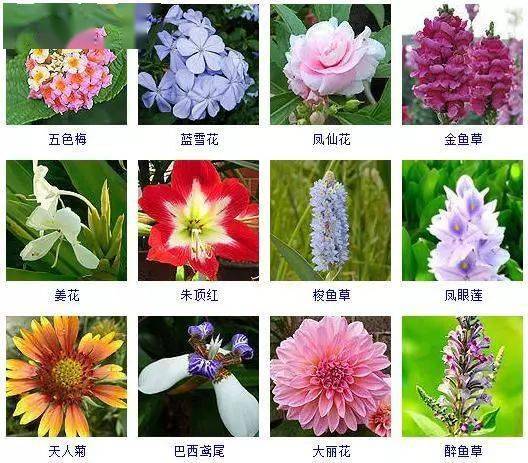 这100多种观花植物,此时不养更待何时?_红花_花卉_藿香