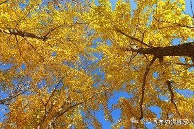 银杏树很长一段时间成了我脑海中急待破解的谜题