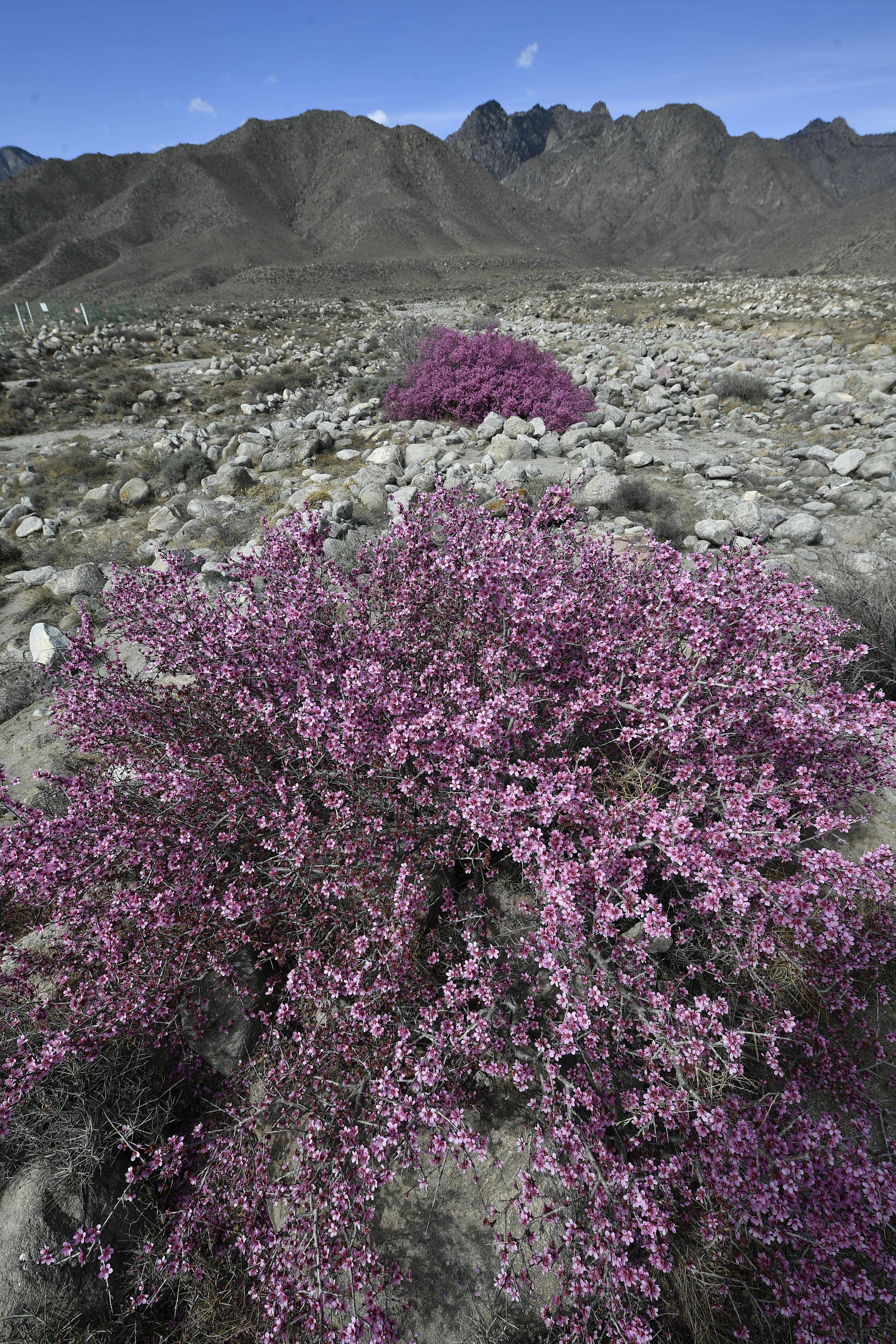 蒙古扁桃绽放贺兰山下