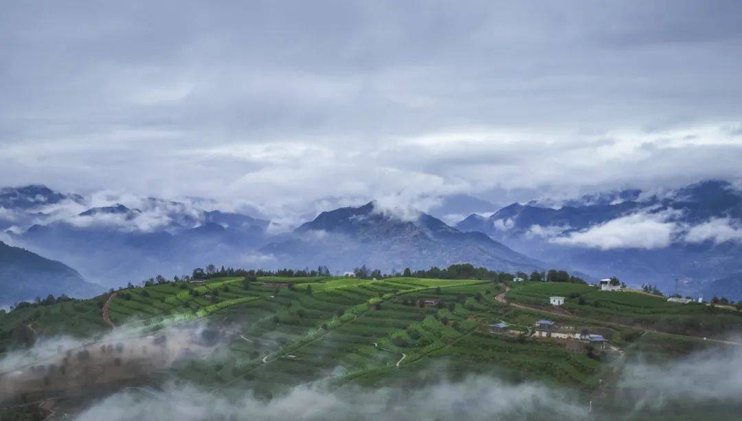 超出片来文成茶园秘境体验别样茶文化