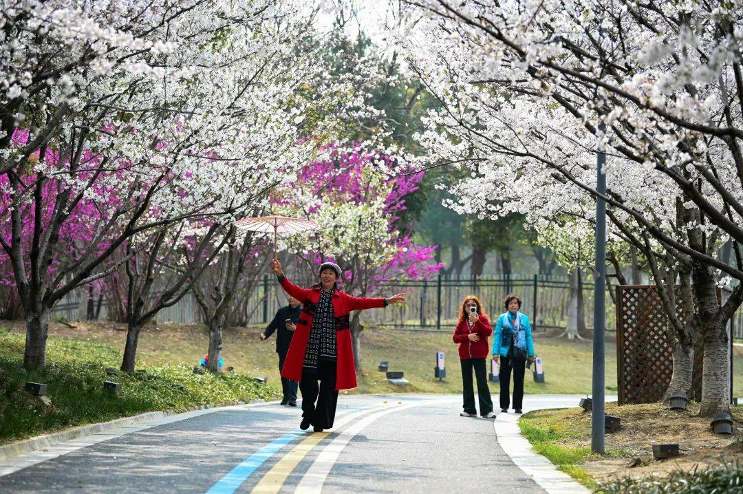 西漳公园樱花大道图片