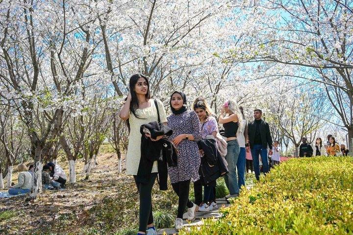 宁海桥头胡樱花节图片