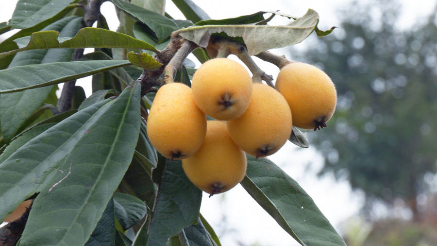 福建云霄漫山枇杷黄果农喜丰收