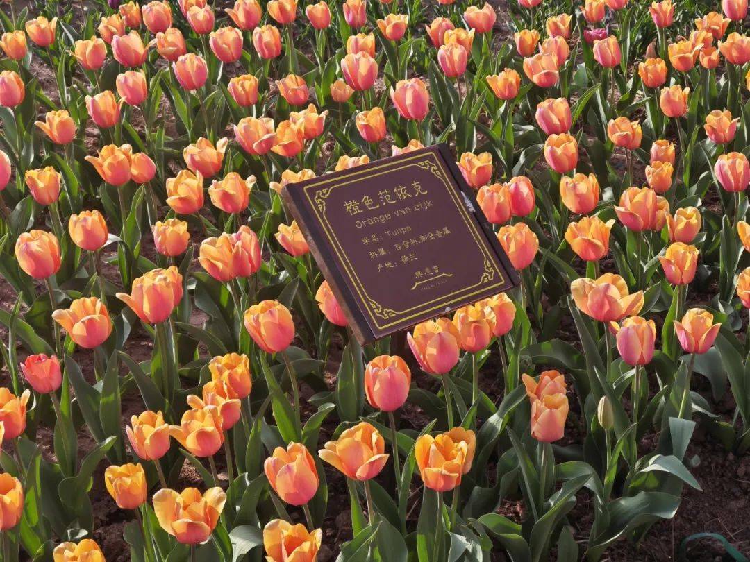 第30届兴庆宫公园春季花卉展盛大开幕!来这里郁见春天