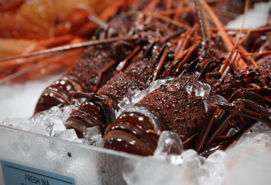 西澳龙虾关税还要多久才能取消西澳渔民等不及了