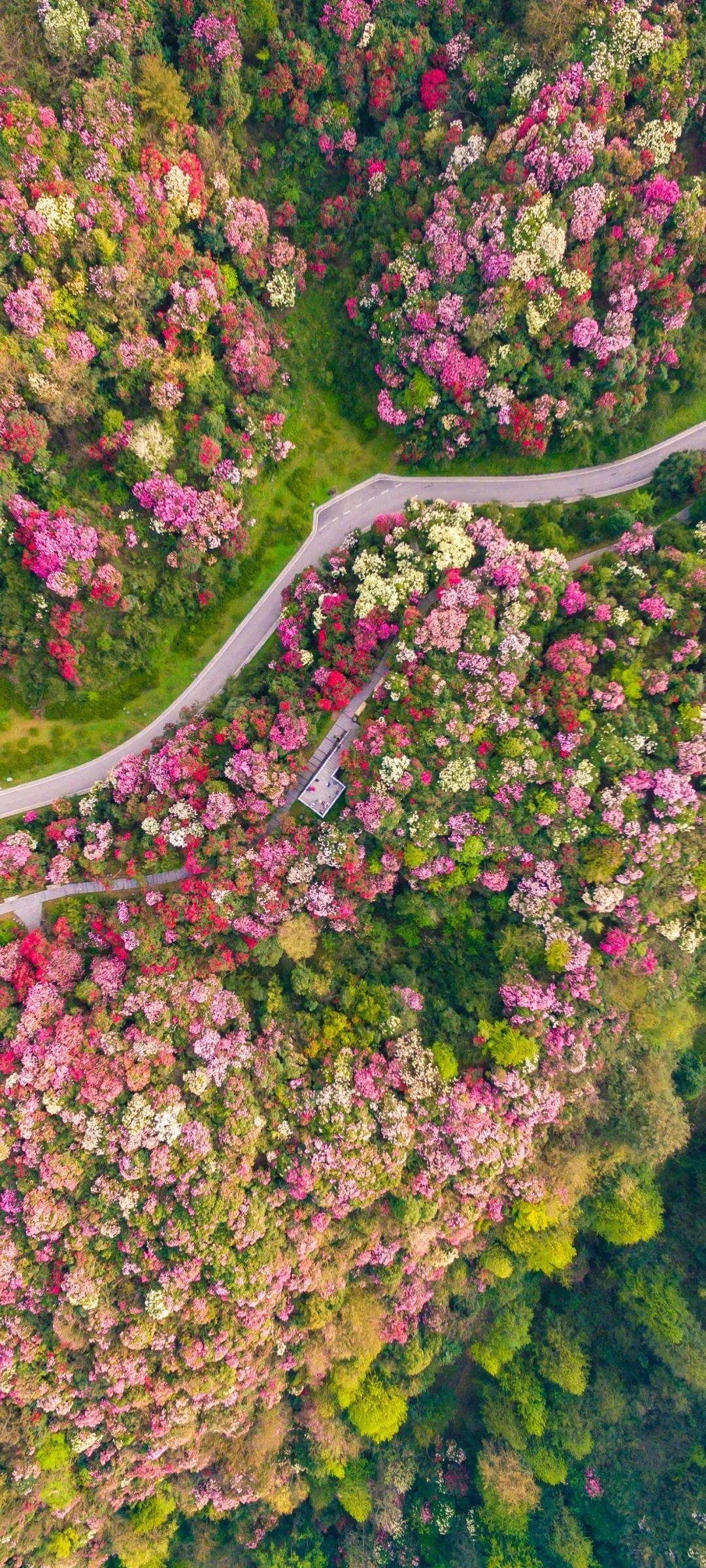 十里蓝山花海图片图片