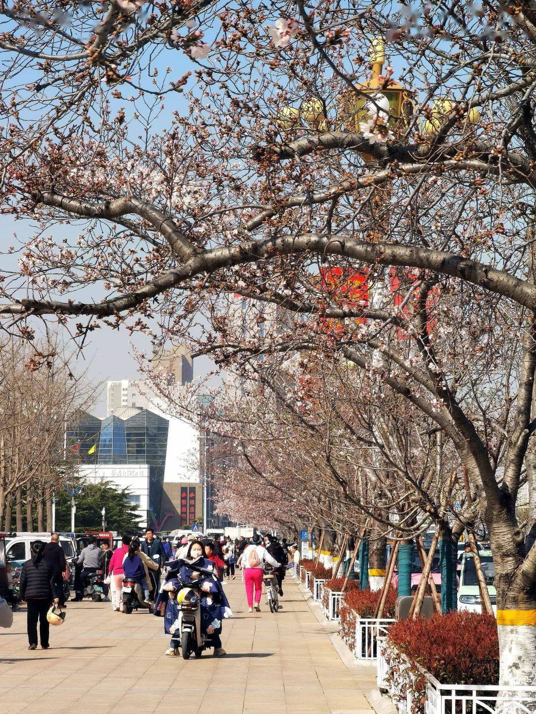 【漫行潍坊】人民广场的樱花开了