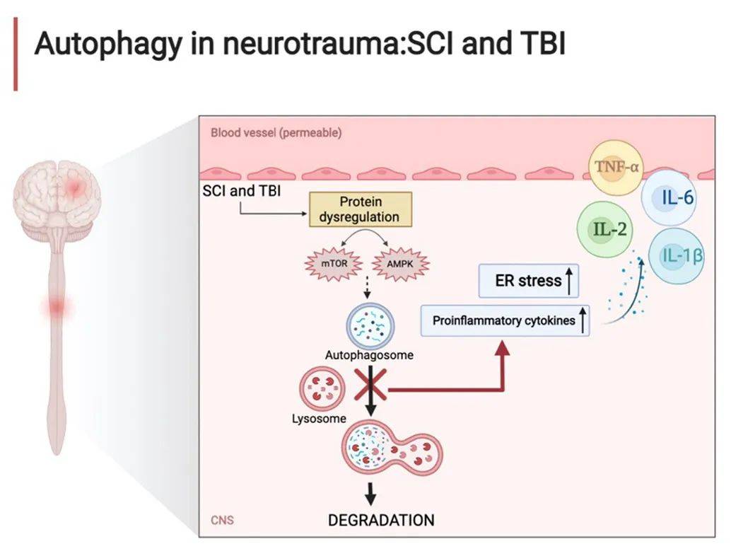 regeneration: potential therapies for myopathiesj cachexia sarc