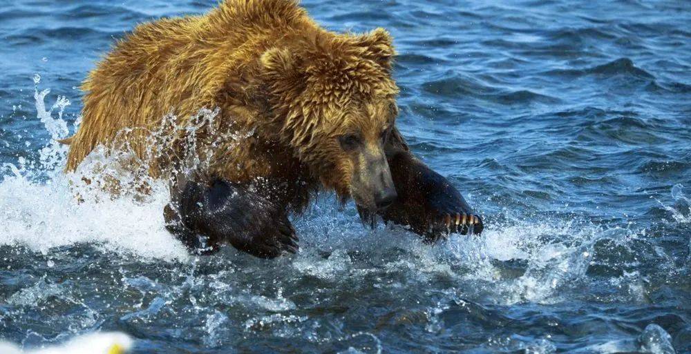 广电谷豆影视丨《捕猎者的隐秘世界》,展现顶级掠食者的真实生态
