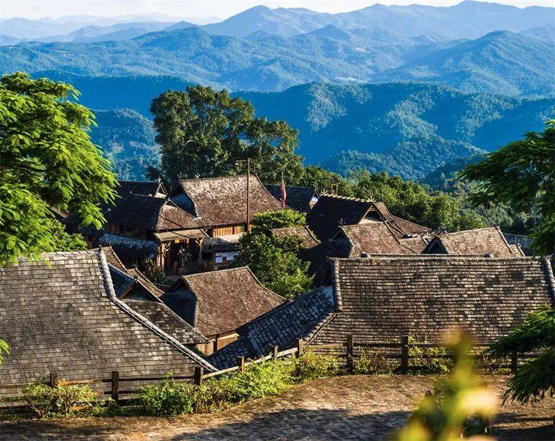 关注世界遗产景迈山迎来申遗后首次春茶采摘