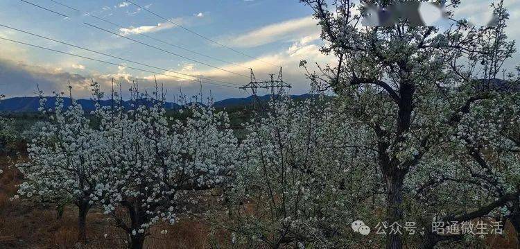【周末城郊游】夕阳下的白坡梨花