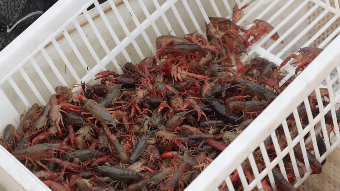 因地制宜大力推广"稻田 "综合种养模式,不断提升农田产值,助农增收