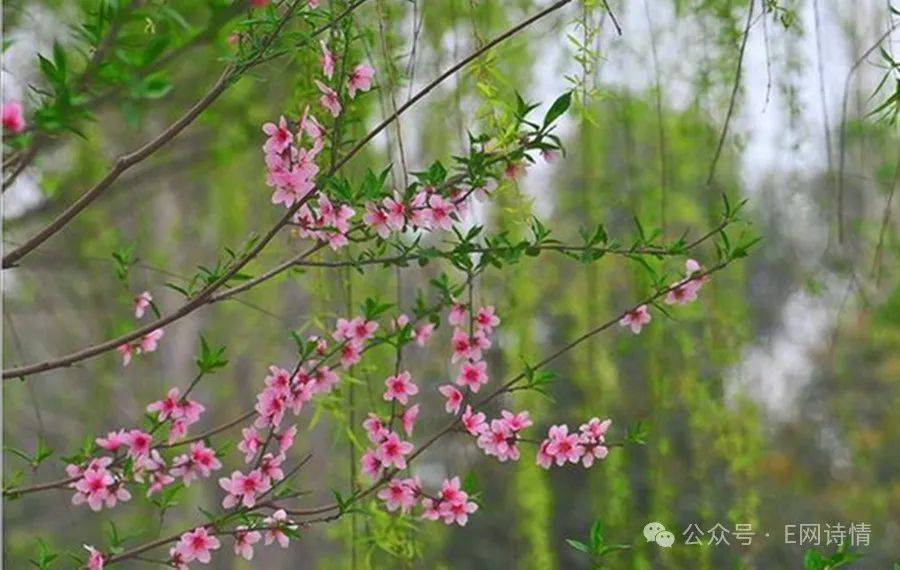 【剑如虹】柳梢青 春日共幽欢_燕子_芳草_天涯路