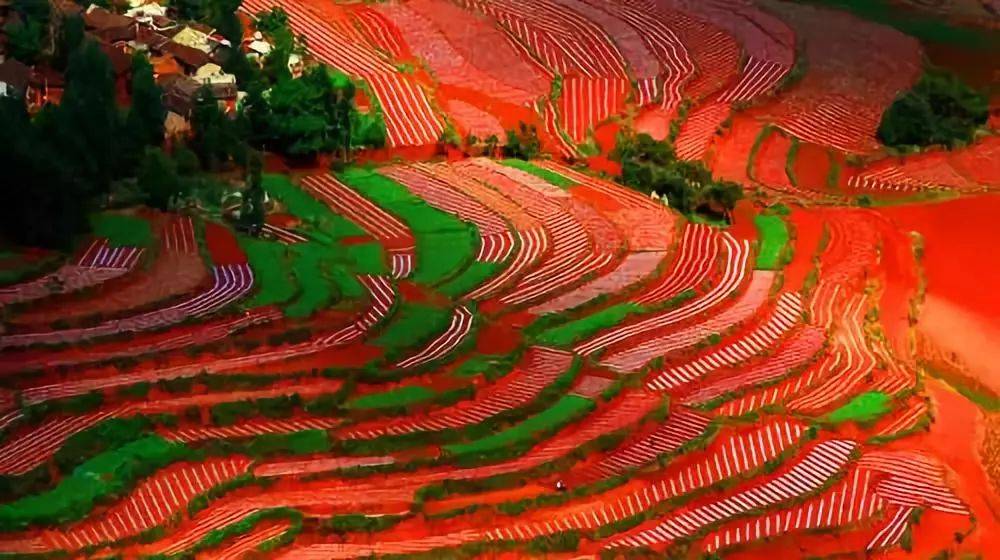 (下)_黄山_梯田_景区