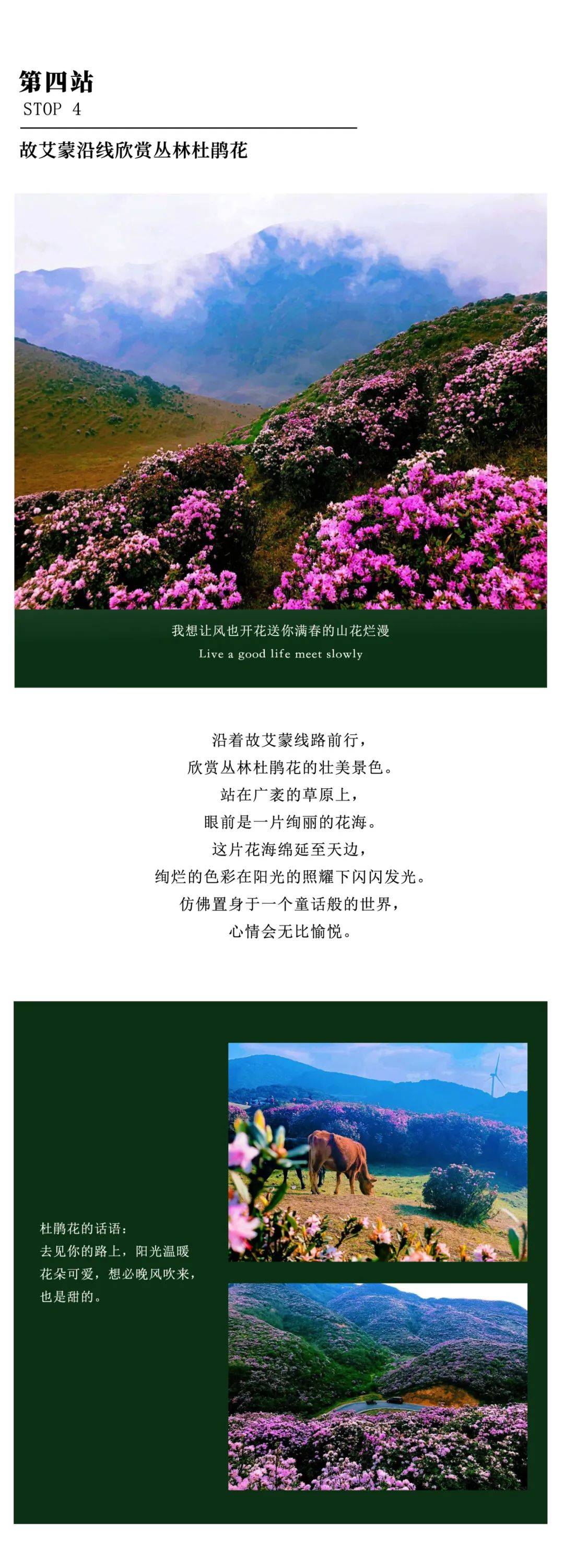 四季四美春之约乌蒙大草原赏杜鹃花最新游玩攻略来啦快马住