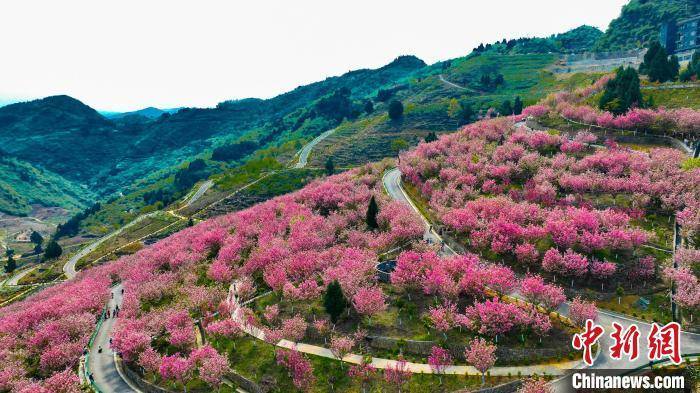 古蔺酒香花谷在哪儿图片