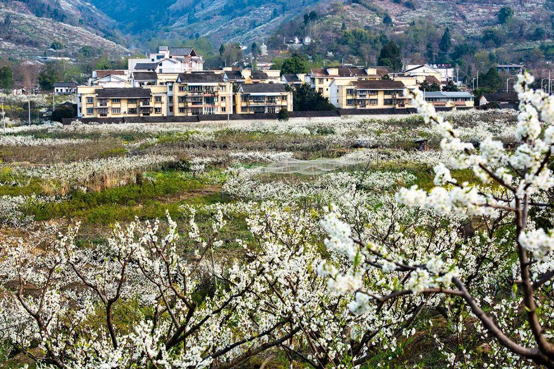 葛仙山李花迎春开,漫山"雪花"等你来_李花林_彭州_枝头