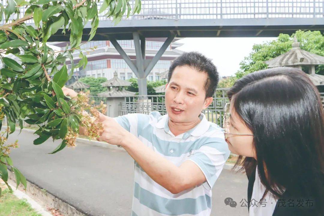 跟着农技人员探寻荔枝园里的优产"密码"_邹建运_进行时_技术