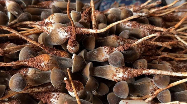 永州冷水滩小小鸡枞菌丰收大钱景