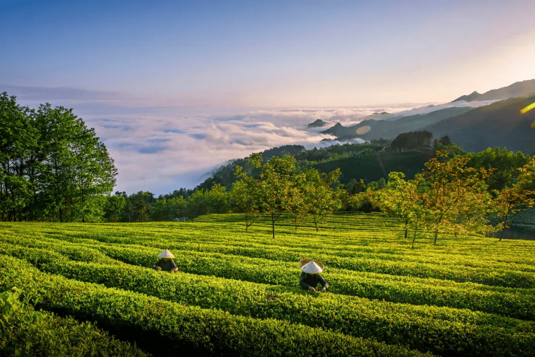 清明节西乡旅行指南