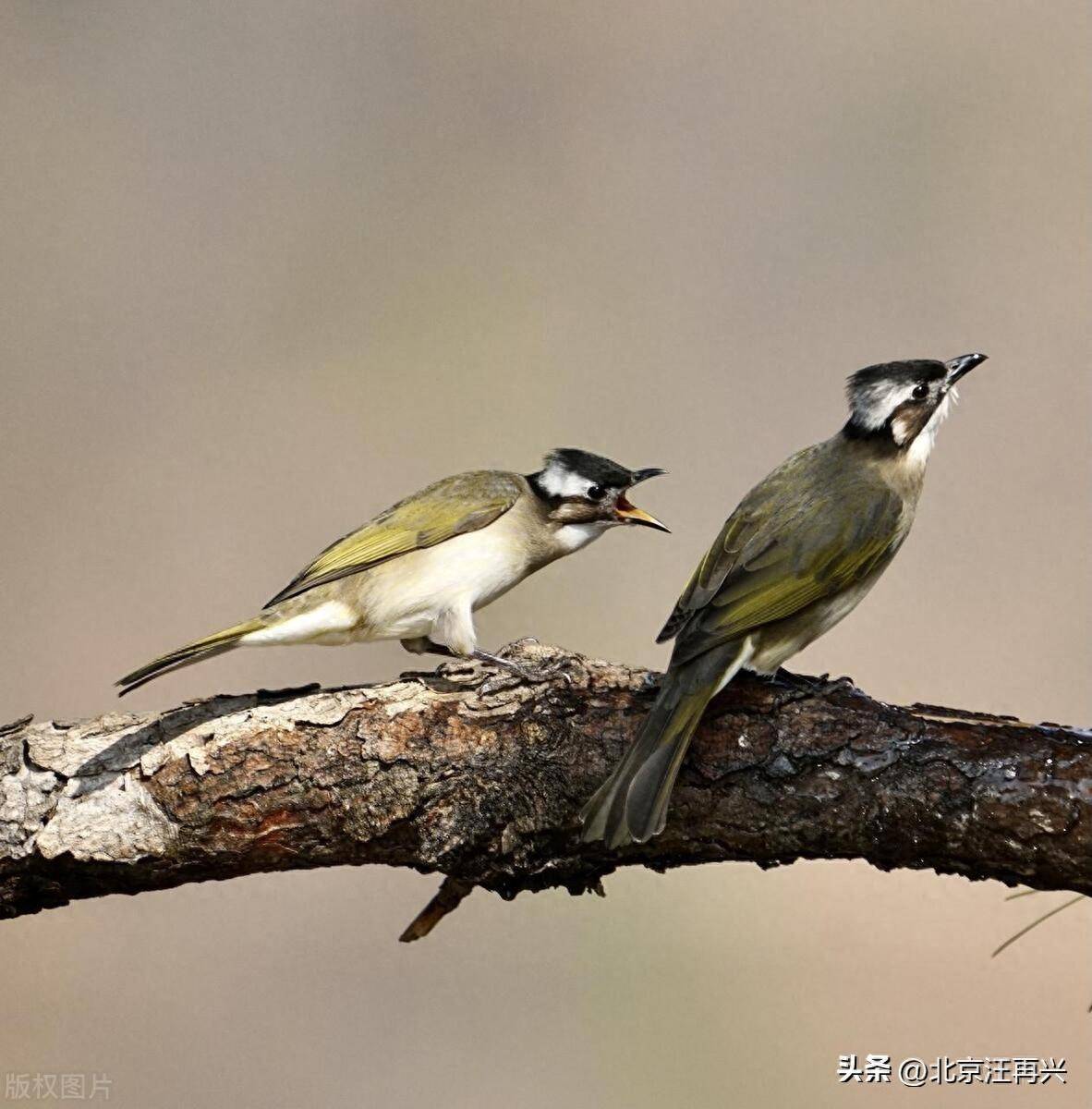 白头翁到底是草还是鸟难坏了太上老君南极仙翁