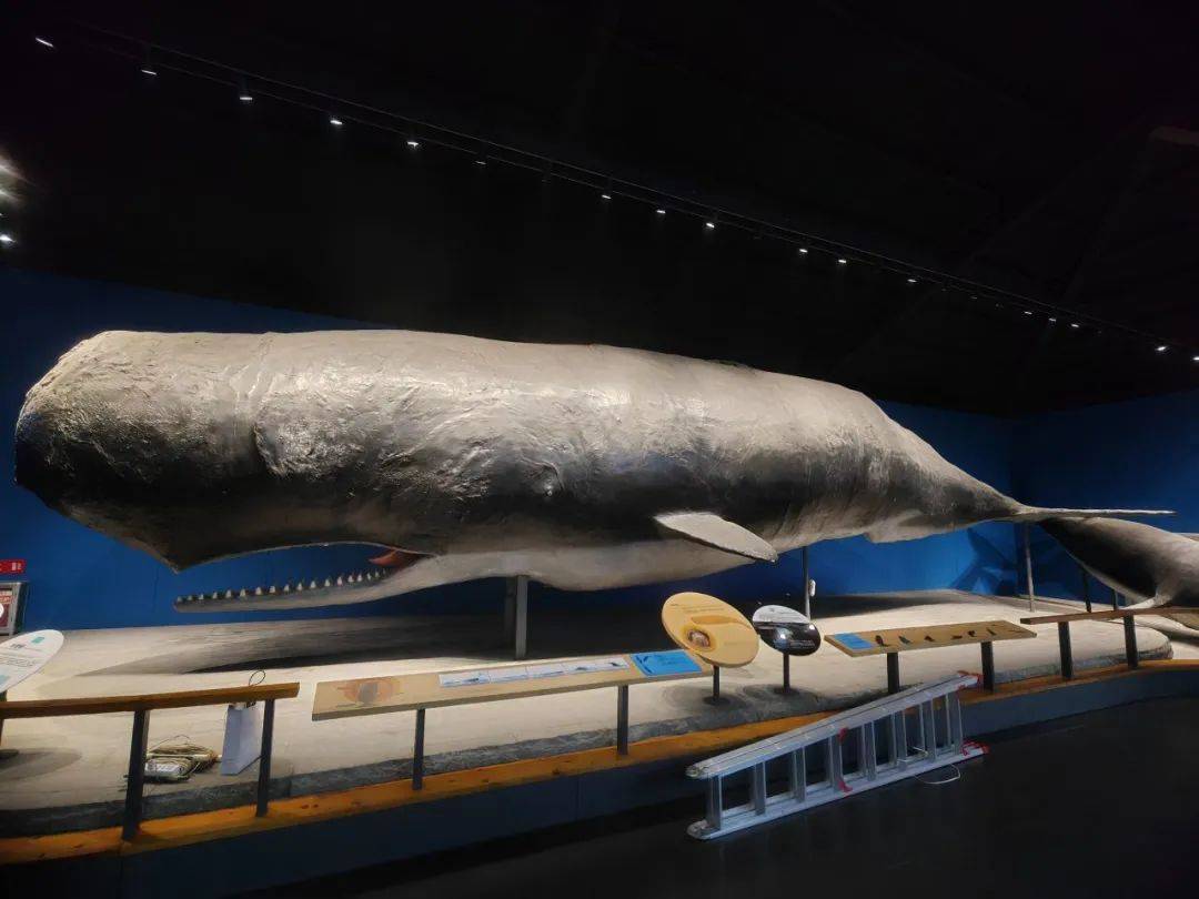青岛水族馆圆满完成抹香鲸标本全面修复工作