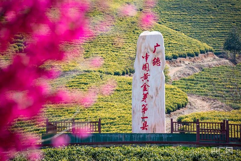 2024宣城黄金芽品牌形象发布暨核心产区广德黄金芽采摘启幕