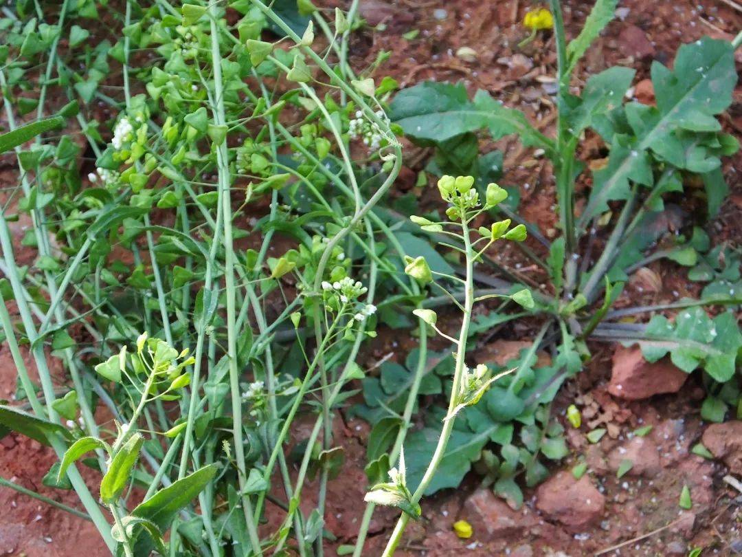 春天一定要吃的 8 种芽