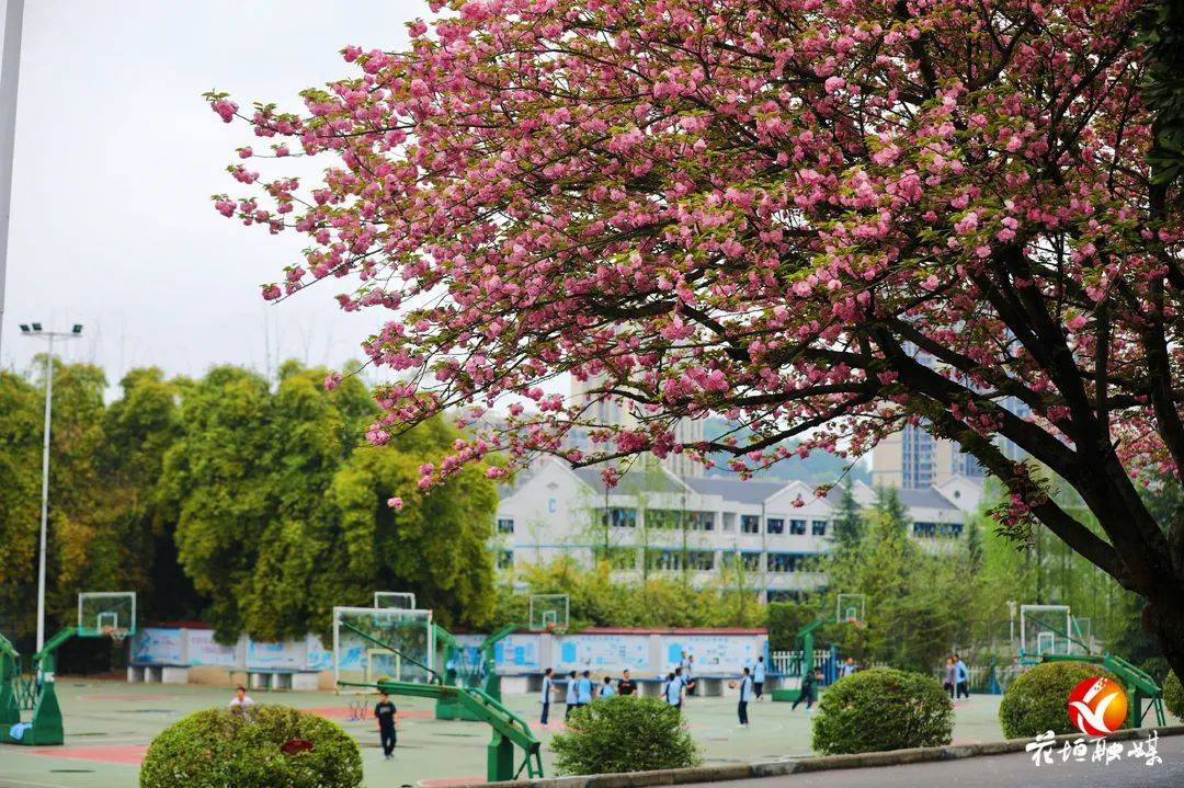 花垣城区樱花盛放_花垣县_肖引霞_大道