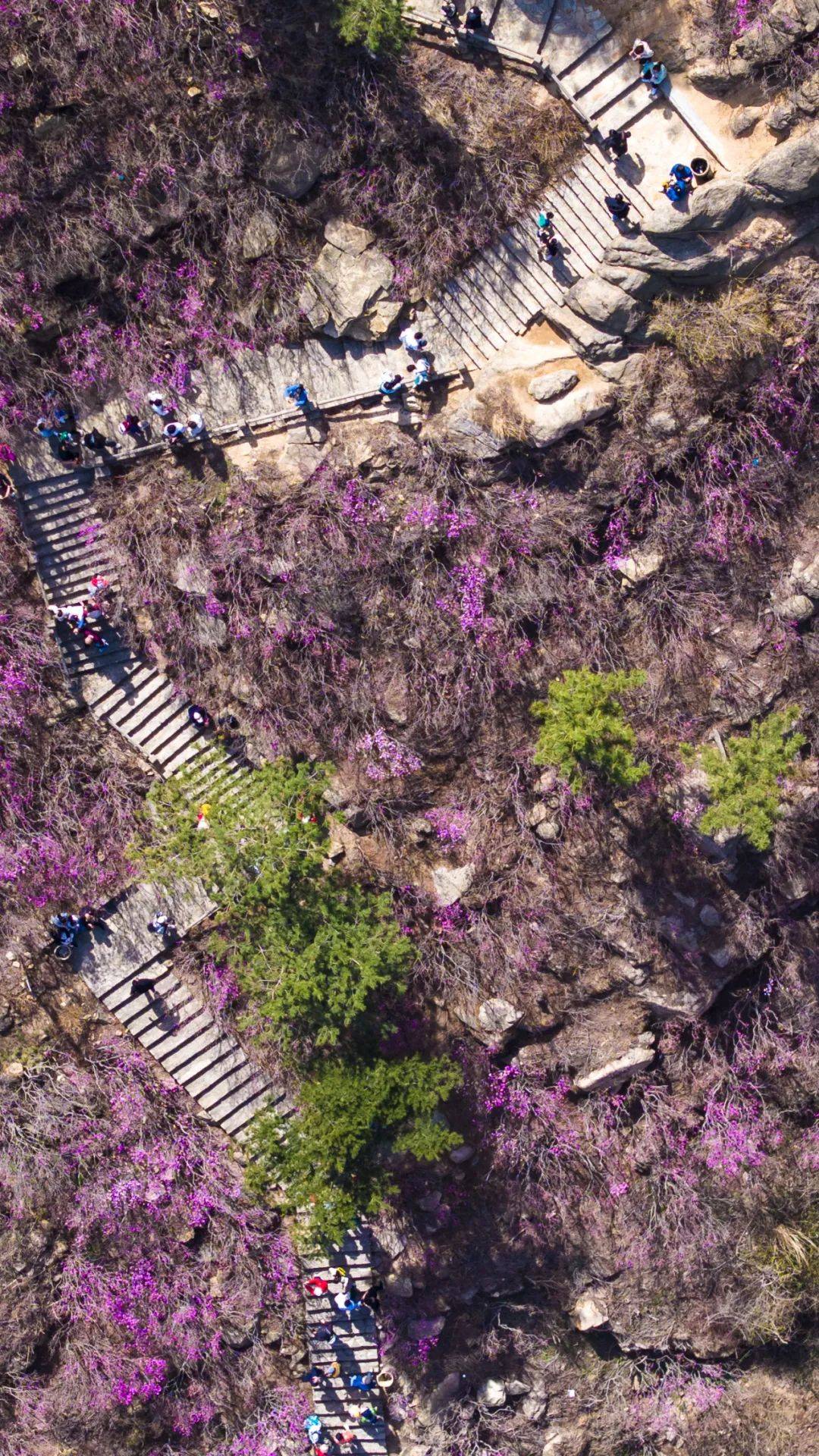 大珠山花期图片