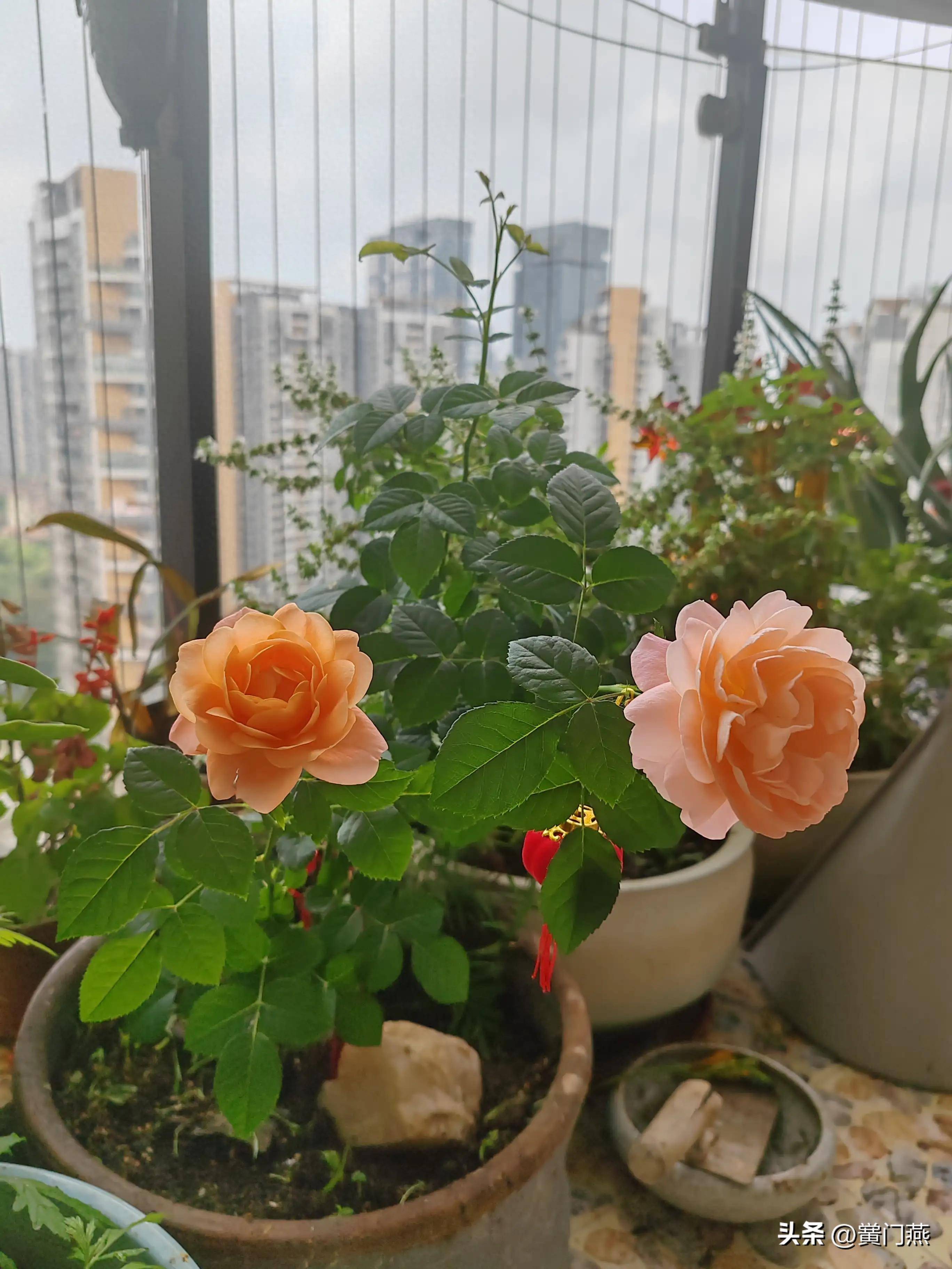 五绝.庭院花开_家门_黉门
