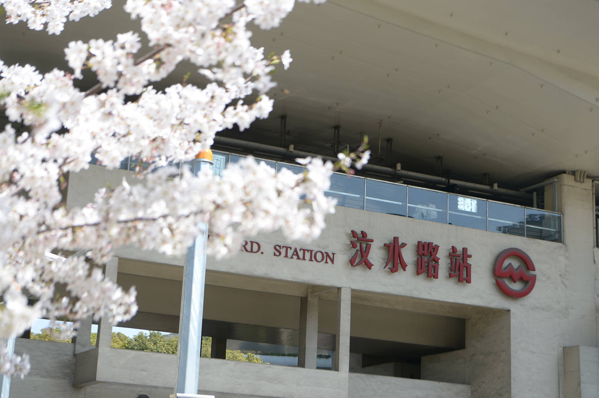 申城又至赏樱季,游客陶醉粉白双色浪漫间_樱花_上海_沈汤泽